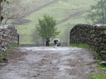 SX22236 Lamb and sheep going over stone bridge.jpg